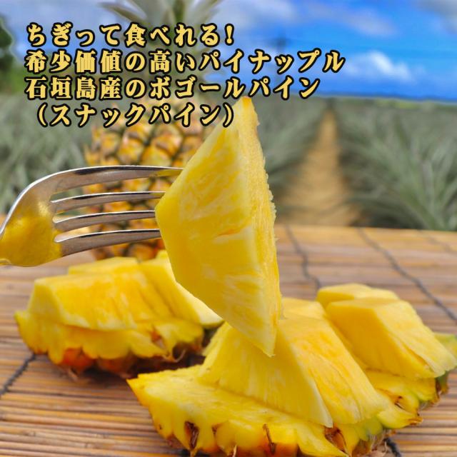 石垣島産 ボゴールパイン