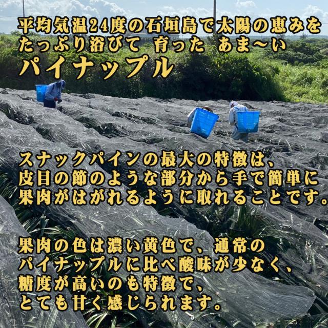石垣島産 ボゴールパイン