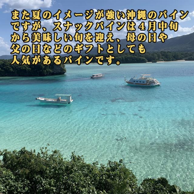 石垣島産 ボゴールパイン