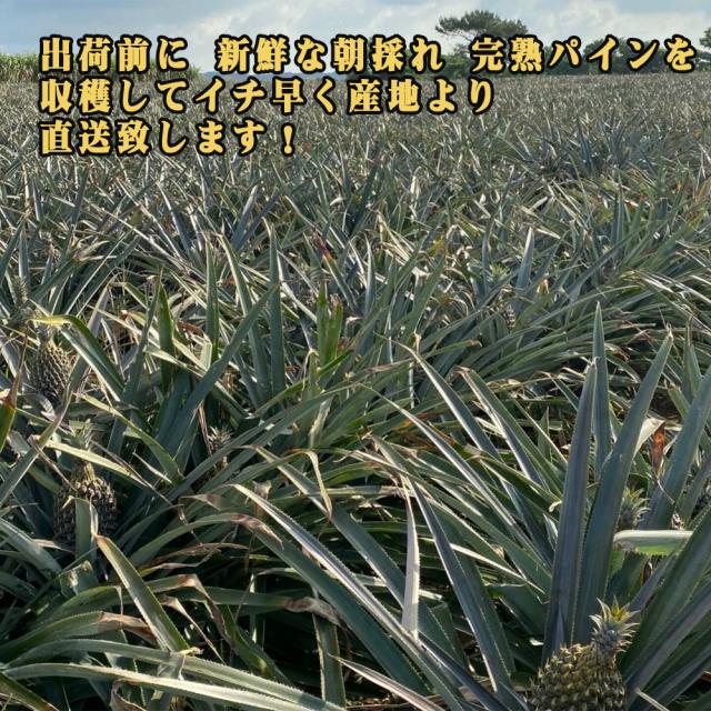 石垣島産 ボゴールパイン