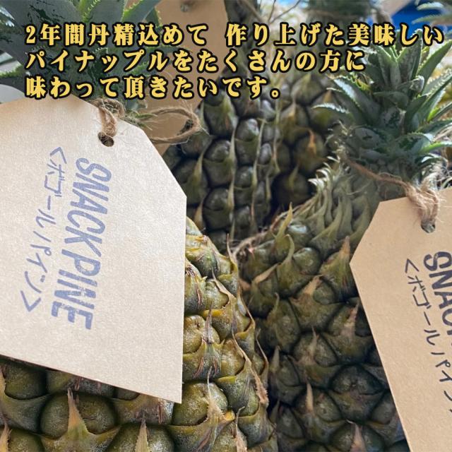 石垣島産 ボゴールパイン