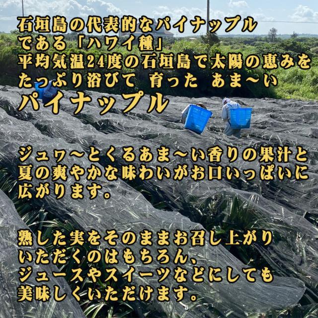 石垣島産 ジュワリーパイン
