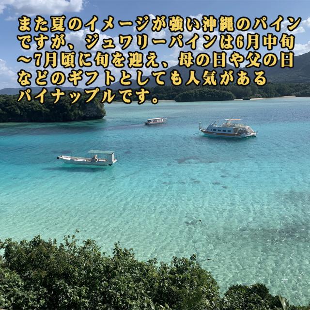 石垣島産 ジュワリーパイン