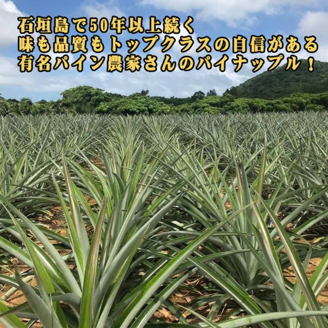 石垣島産 ジュワリーパイン