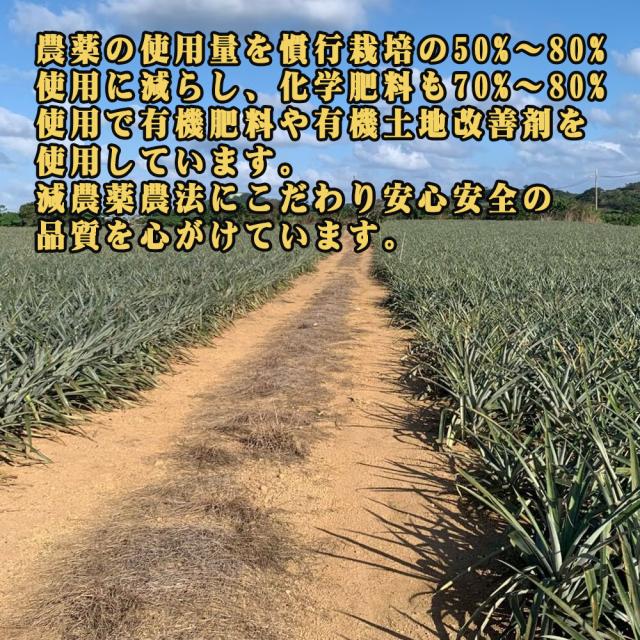 石垣島産 ジュワリーパイン