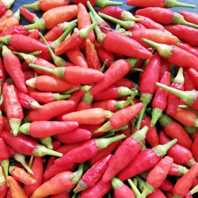 沖縄県産 島唐辛子 赤