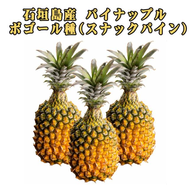 石垣島産 ボゴール種