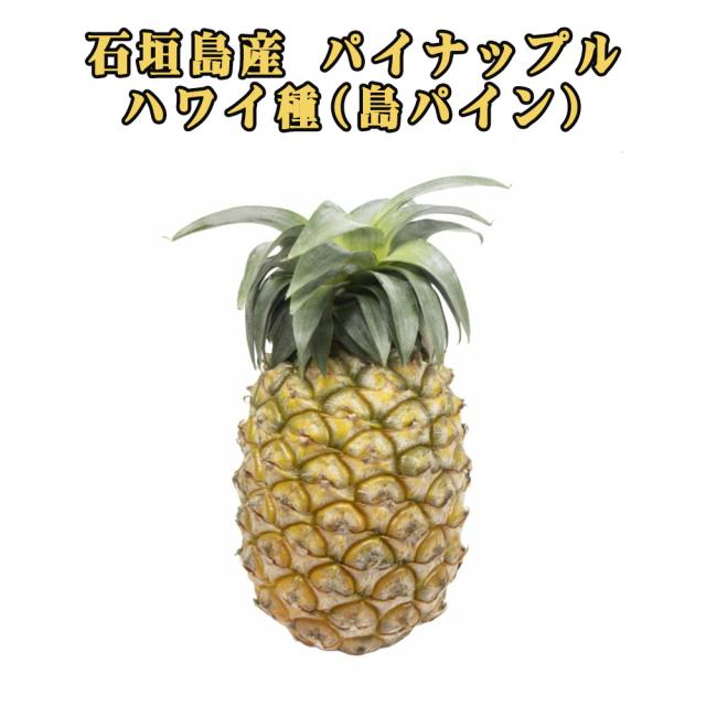 石垣島産 ハワイ種