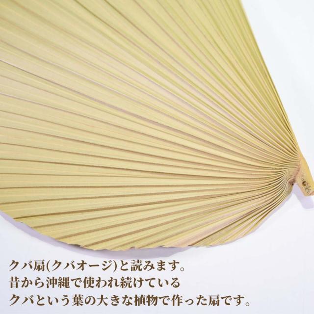 くば扇 大