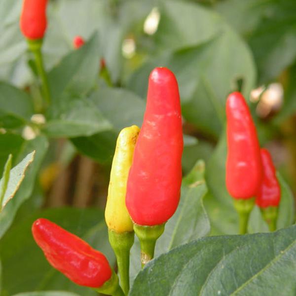 涙そーそー島とうがらし味噌じゃん