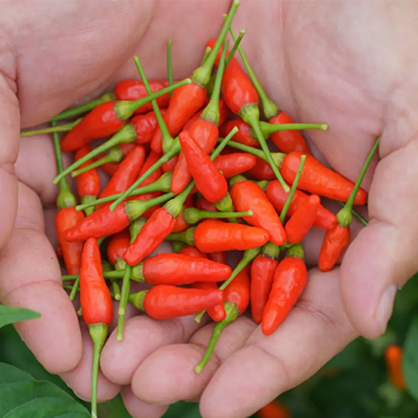 沖縄島とんコーレーグース