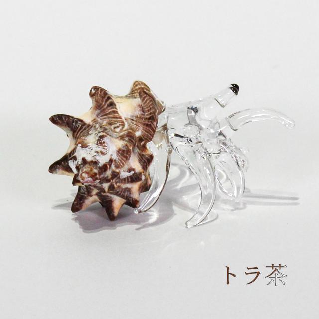 ガラスヤドカリ