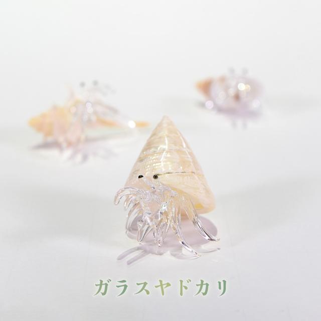 ガラスヤドカリ