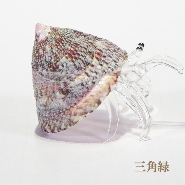 ガラスヤドカリ