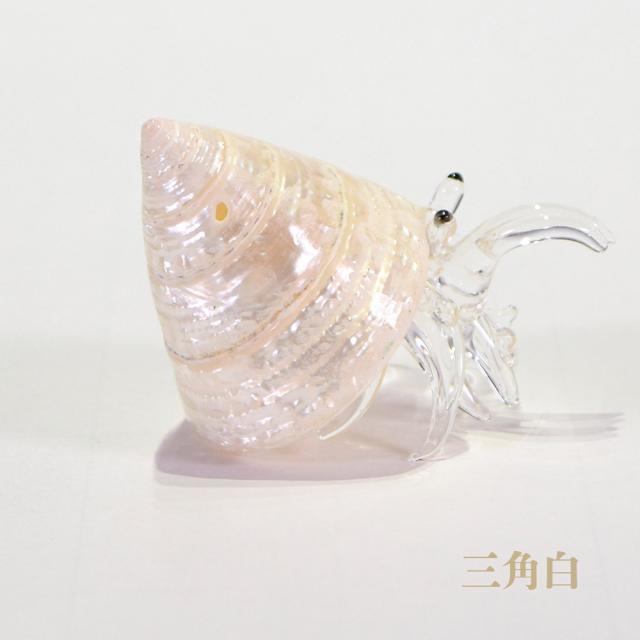 ガラスヤドカリ