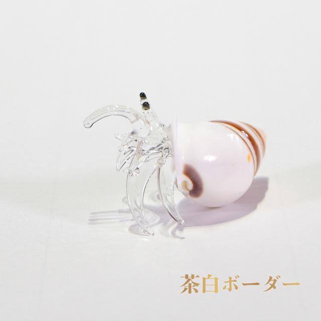 ガラスヤドカリ