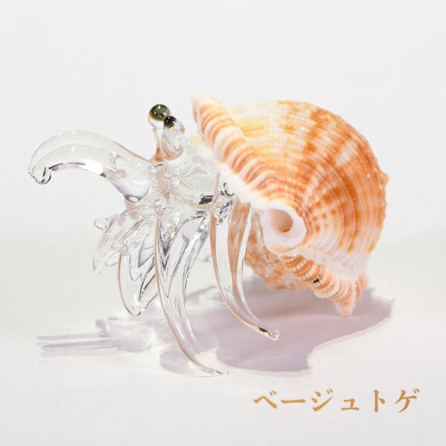 ガラスヤドカリ