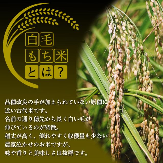 白毛もち米とは