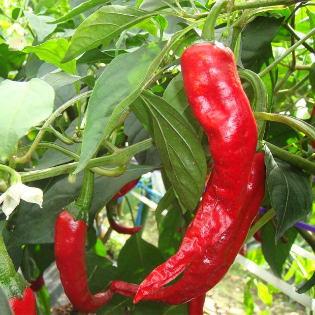 かんずり雪さらし