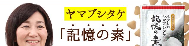 ヤマブシタケ「記憶の素」