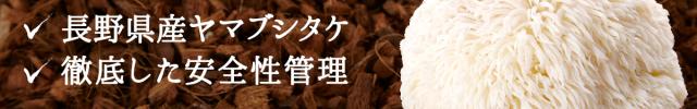 長野県産ヤマブシタケ 徹底した安全管理