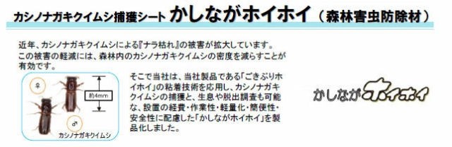 ナラ枯れ対策 カシノナガキクイムシ調査シート かしながホイホイフリー