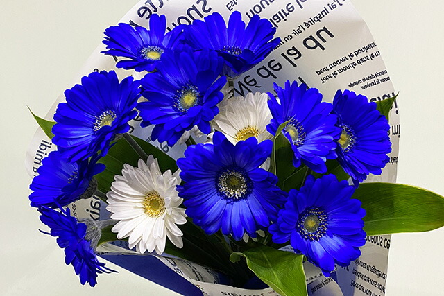 ガーベラ 青 ブルー 白 ホワイト ホワイトデー　開店開業 アレンジメント　送料無料