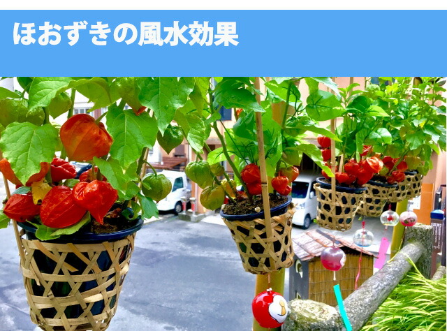 ほおずき ほうずき 盆 お盆 切り花 お供え 生花 お盆飾り 花 花樹有