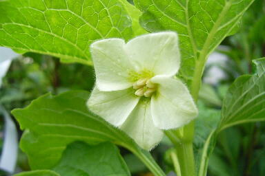 ほおずき ほうずき 盆 お盆 切り花 お供え 生花 お盆飾り 花 花樹有