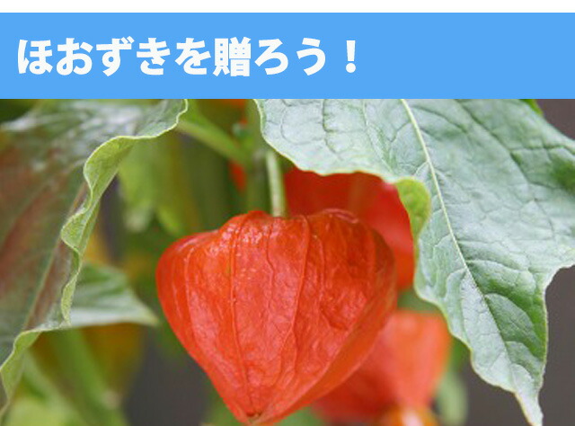 ほおずき ほうずき 盆 お盆 切り花 お供え 生花 お盆飾り 花 花樹有