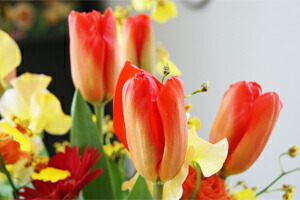 チューリップ 春 歓送迎会 卒業式 入学式 旬 送料無料