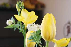 チューリップ　春　歓送迎会　卒業式　入学式　旬　送料無料