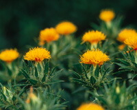 紅花　イメージ１