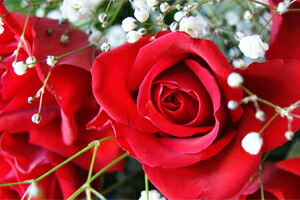 愛妻の日　１／３１　送料無料　ネット通販花屋花樹有（かじゅある )