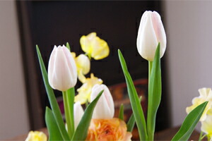 チューリップ　アレンジメント　ホワイトデー　送料無料