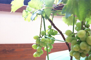 葡萄ブドウ鉢植え