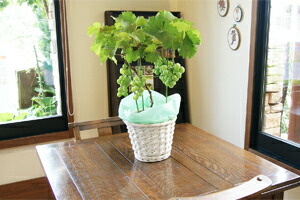 葡萄ブドウ鉢植え