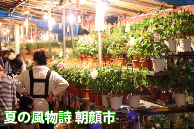 朝顔 あさがお アサガオ 鉢植え 西洋朝顔 オーシャンブルー 琉球朝顔 ６寸  誕生日 結婚記念日 ギフト 贈り物 花 花樹有