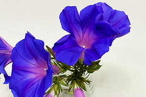 朝顔 あさがお アサガオ 鉢植え 西洋朝顔 オーシャンブルー 琉球朝顔 6寸 誕生日 結婚記念日 ギフト 贈り物 花 花樹有