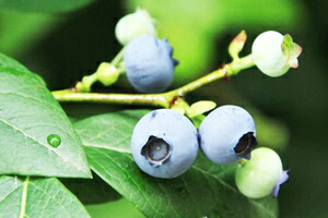 ブルーベリー