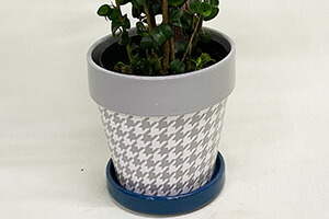 インテリアグリーン　ベンジャミン　バロック　送料無料　ネット通販花屋花樹有（かじゅある )