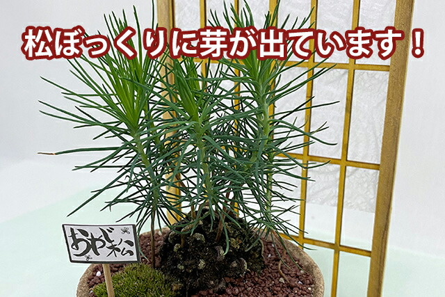父の日 盆栽 ミニ盆栽 誕生日 鉢植え お祝 送料無料