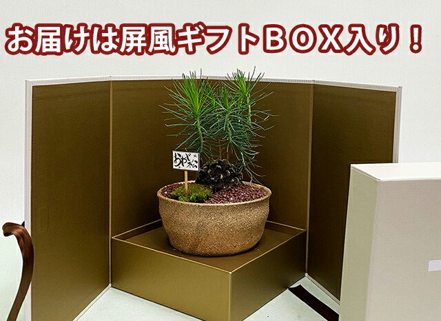 父の日 盆栽 ミニ盆栽 誕生日 鉢植え お祝 送料無料