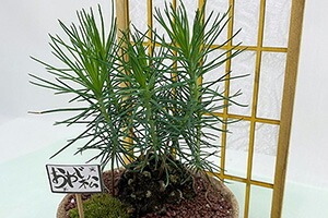 父の日 盆栽 ミニ盆栽 誕生日 鉢植え お祝 送料無料