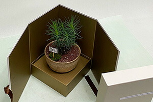 父の日 盆栽 ミニ盆栽 誕生日 鉢植え お祝 送料無料