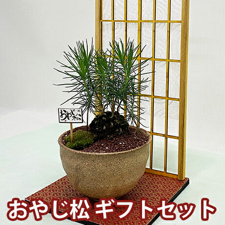 父の日 盆栽 ミニ盆栽 誕生日 鉢植え お祝 送料無料