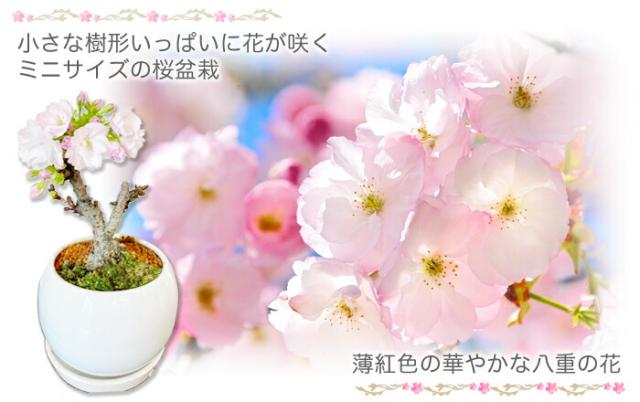 一才桜 旭山 桜 盆栽
