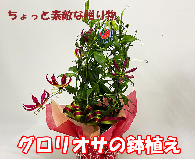 ガーベラ 青 ブルー 白 ホワイト ホワイトデー 開店開業 アレンジメント 送料無料