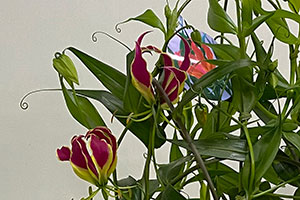 ガーベラ 青 ブルー 白 ホワイト ホワイトデー 開店開業 アレンジメント 送料無料