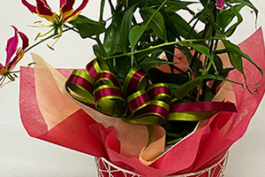 チューリップ 花束 ホワイトデー 送料無料